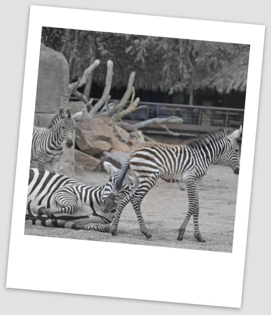 3-cría-de-cebra-nacida-en-BIOPARC-Valencia-este-año-agosto-2016-8.jpg