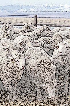 245px-Flock_of_sheep.jpg