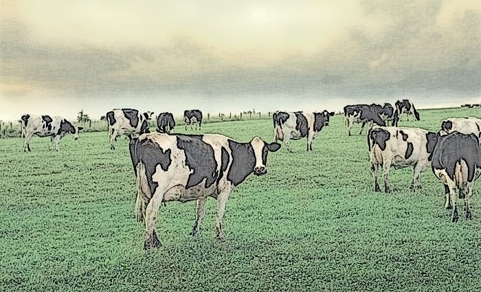 rebano-de-vacas-aplasta-a-anci-jpg_700x0